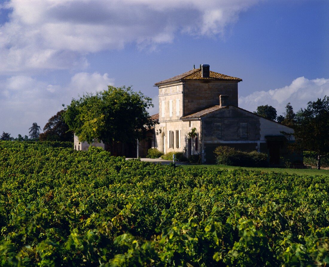Prachtvoll und klein: Wein-Château Lafleur, Pomerol, Bordeaux