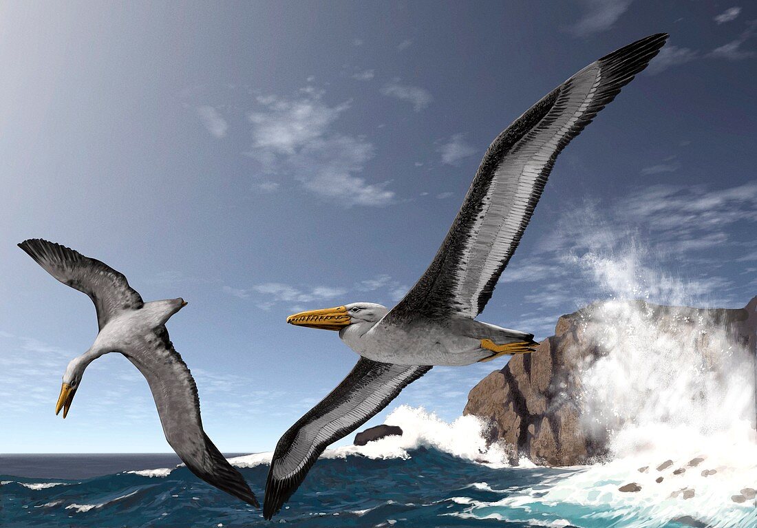 Giant extinct seabirds,artwork