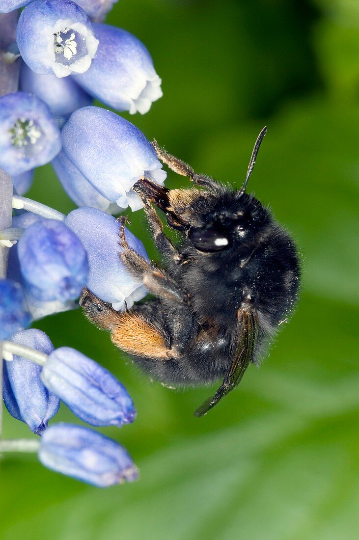 Hairy-footed flower bee