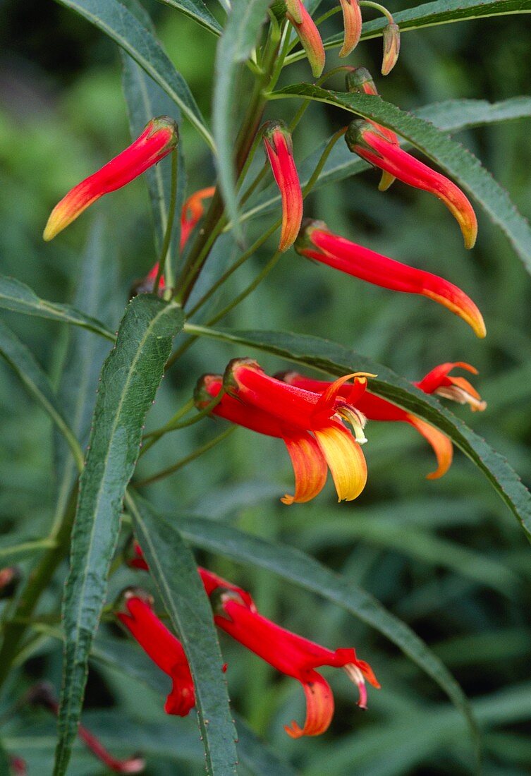 Mexican cardinal flower 'Jack McMaster'