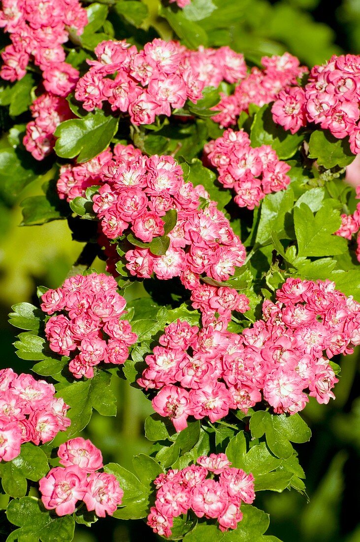 Pink hawthorn flowers (Crataegus sp.)