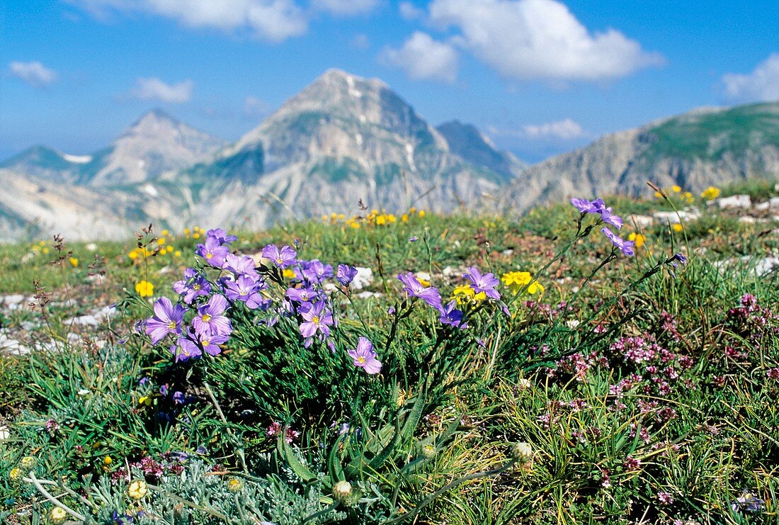 Alpine flax (Linum alpinum)