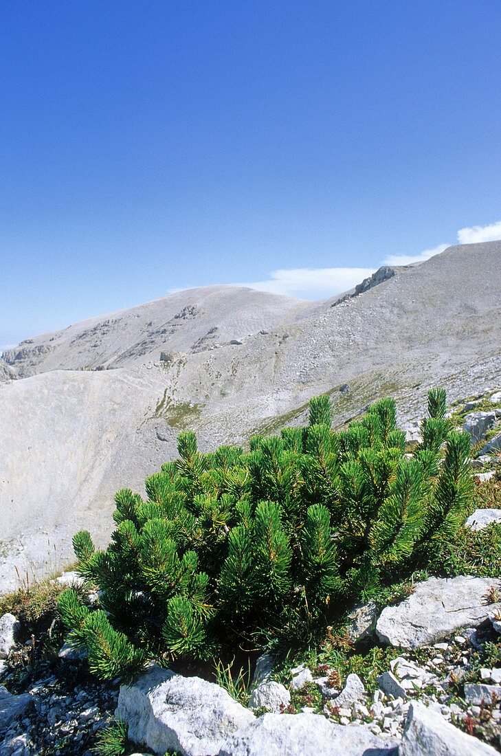 Mountain pine (Pinus mugo)