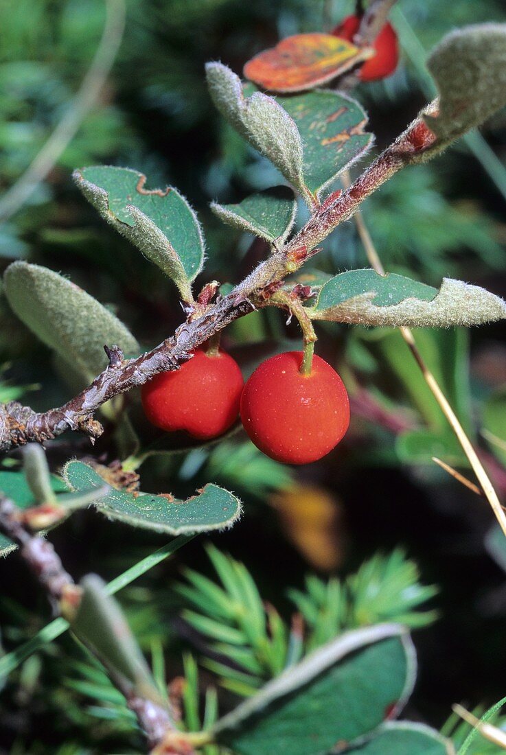 Cotoneaster nebrodensis berries