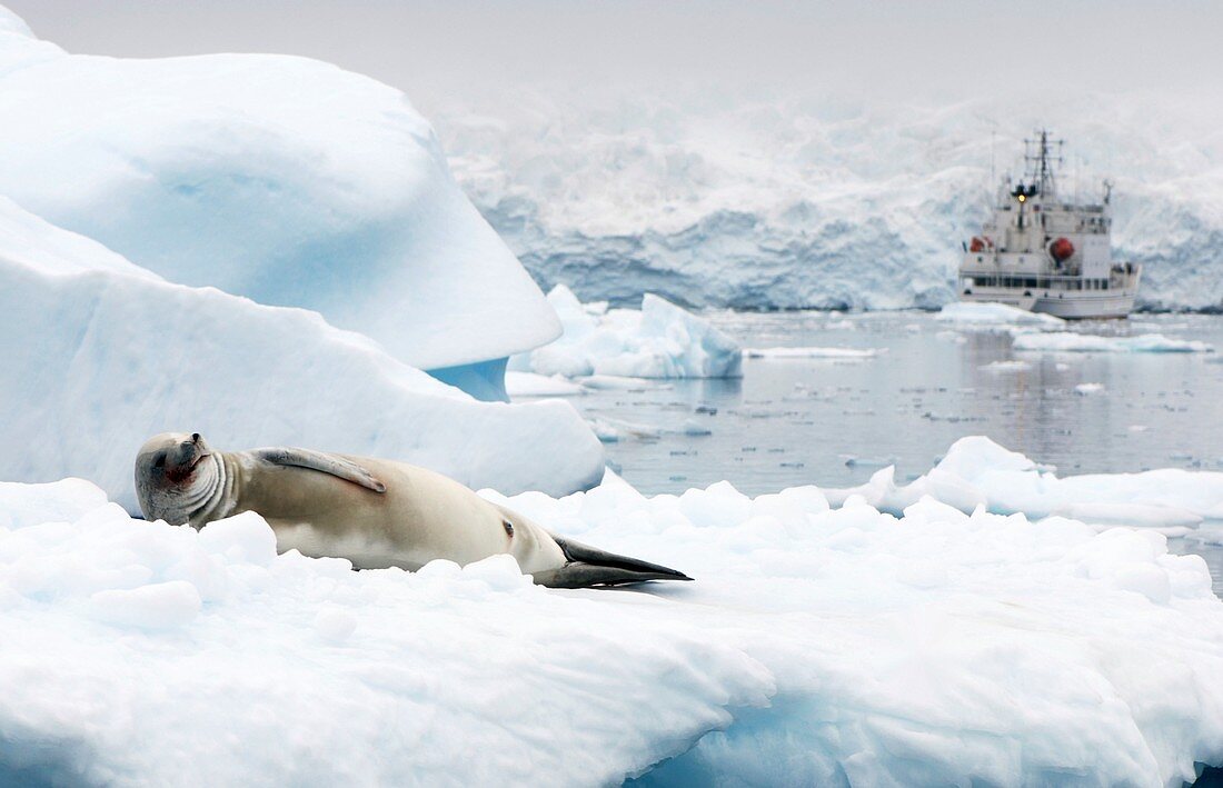 Crabeater seal resting on an iceberg