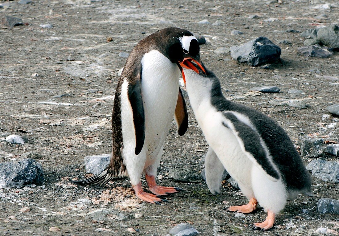 Gentoo penguin feeding its chick