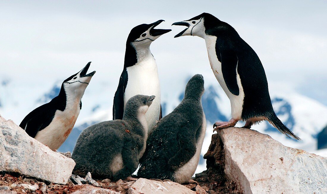 Chinstrap penguins