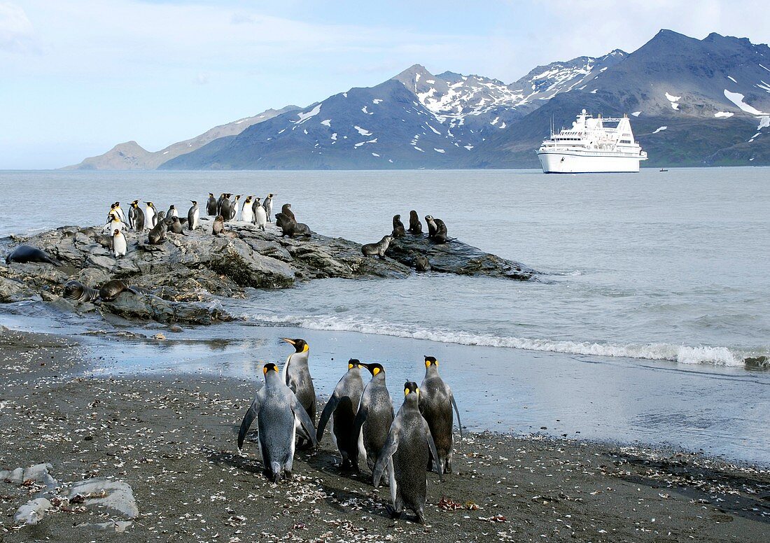King penguins and sea lions on rocks