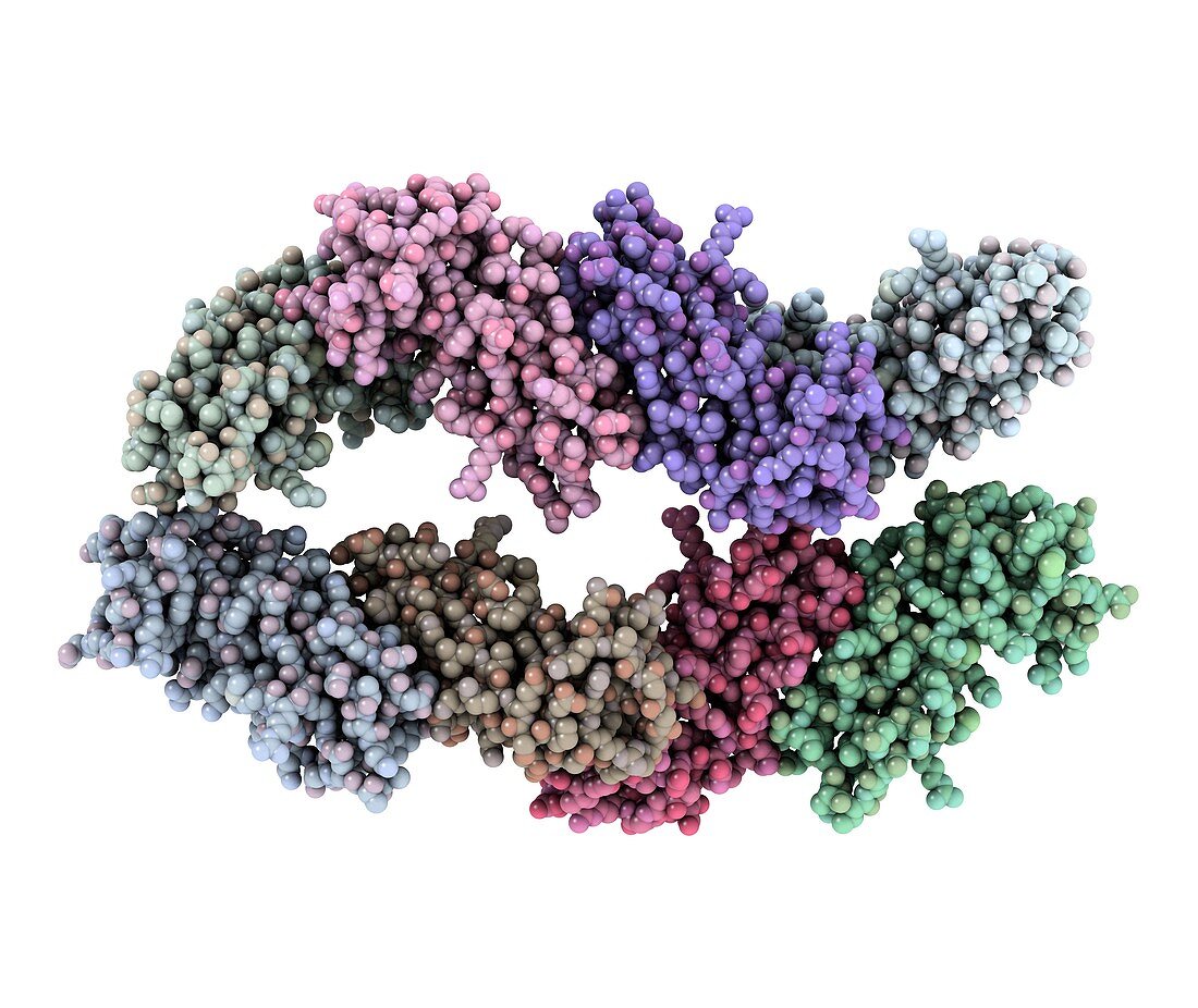 Major sperm protein molecule
