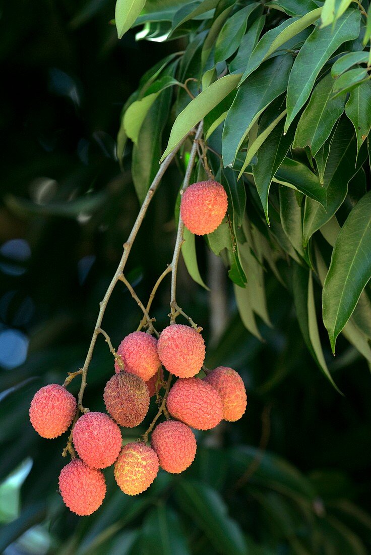 Lychee fruit (Litchi chinensis)