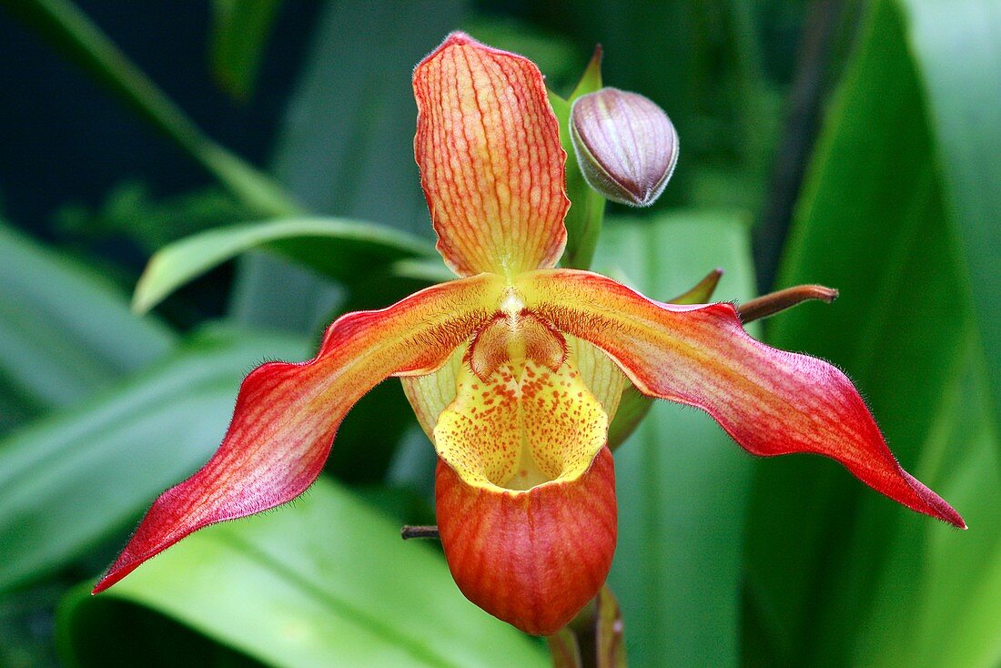 Slipper orchid (Phragmipedium 'Noirmont')