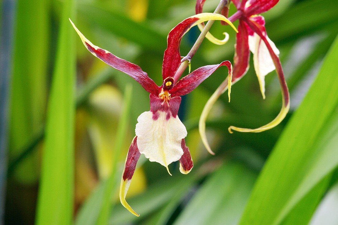 Orchid (Brassidium 'Kenneth Biten')