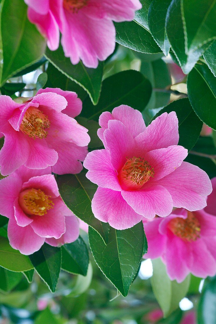Camellia x williamsii 'Donation'