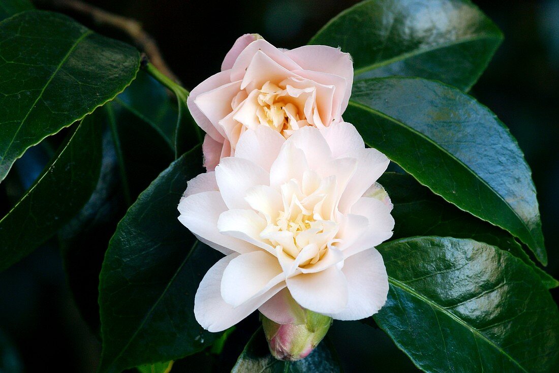 Camellia japonica 'Marjorie Magnificent'