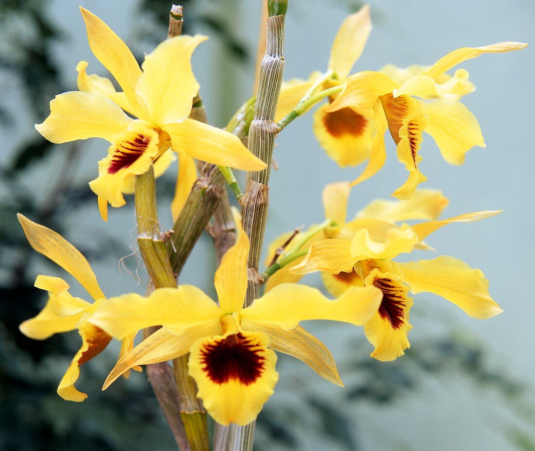 Orchid (Dendrobium thawitesii 'Vietch')