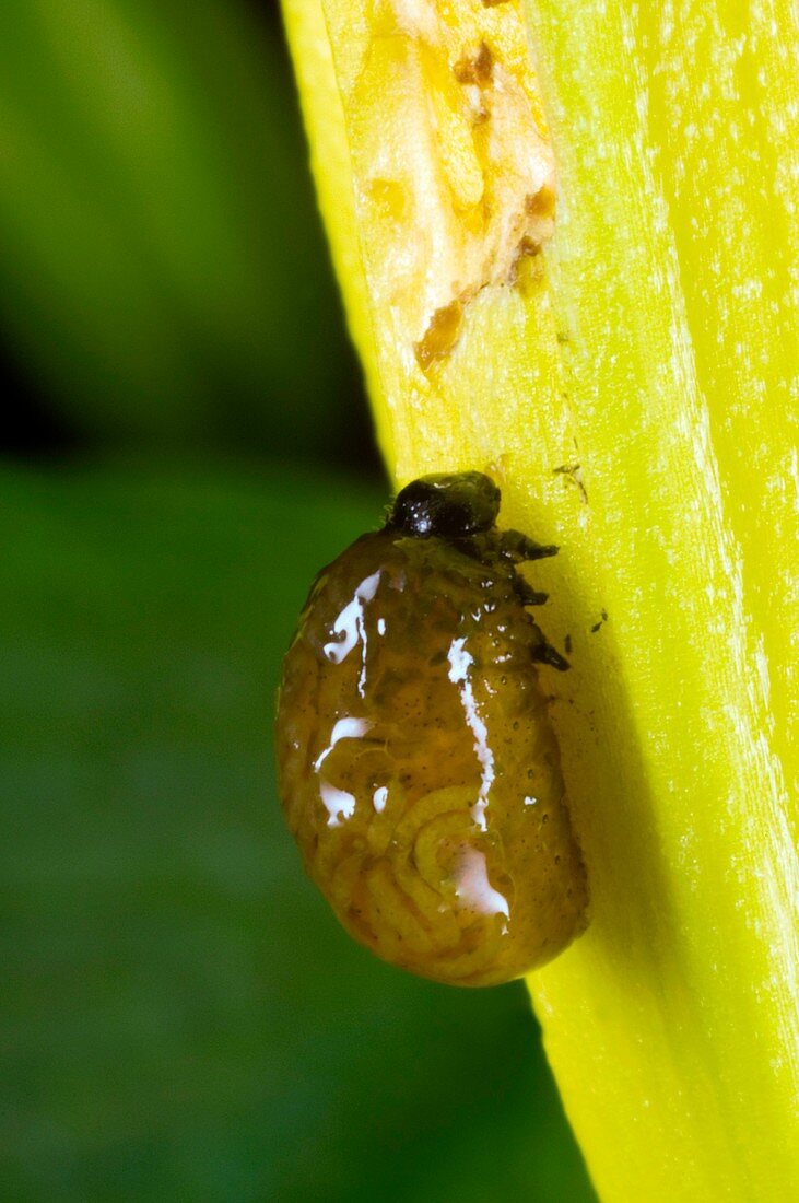 Lily beetle larva