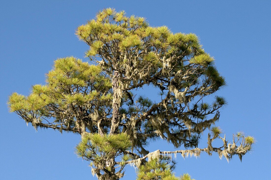 Beard lichen on a pine tree