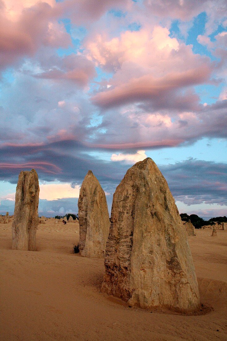 Limestone pinnacles at dusk,Australia