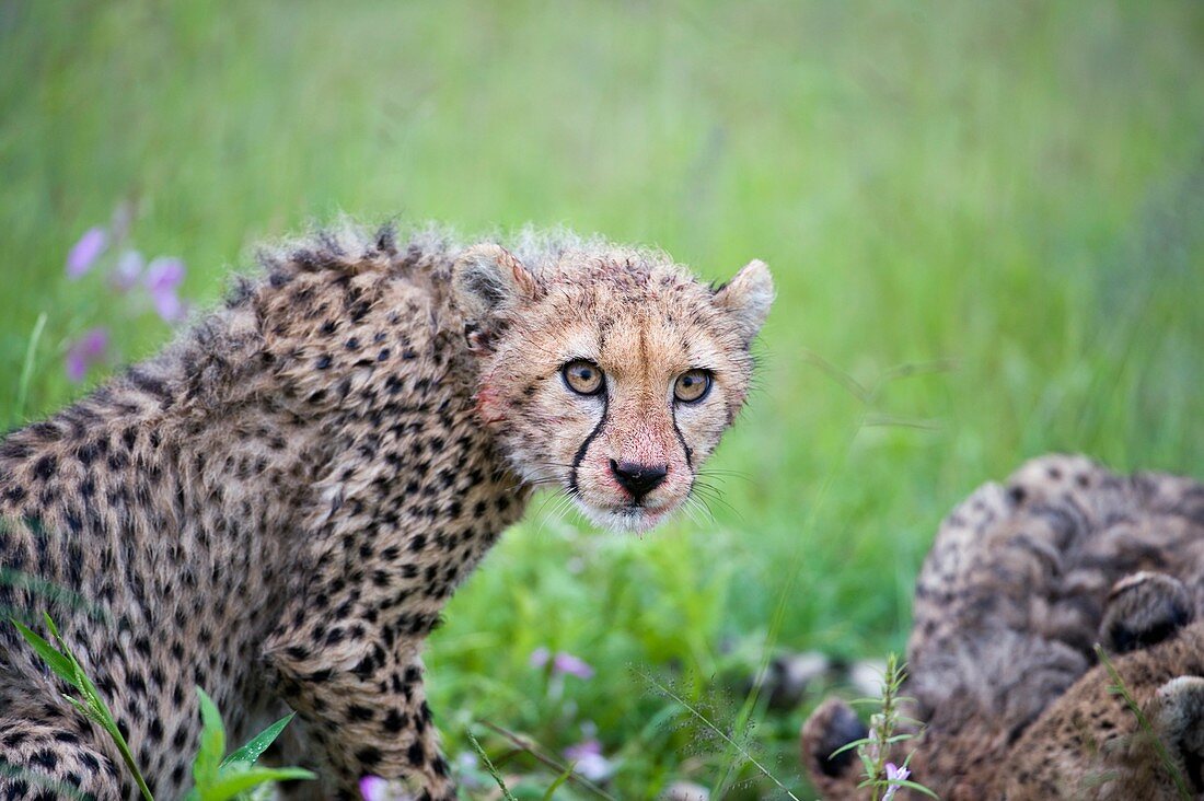 Cheetah after a kill