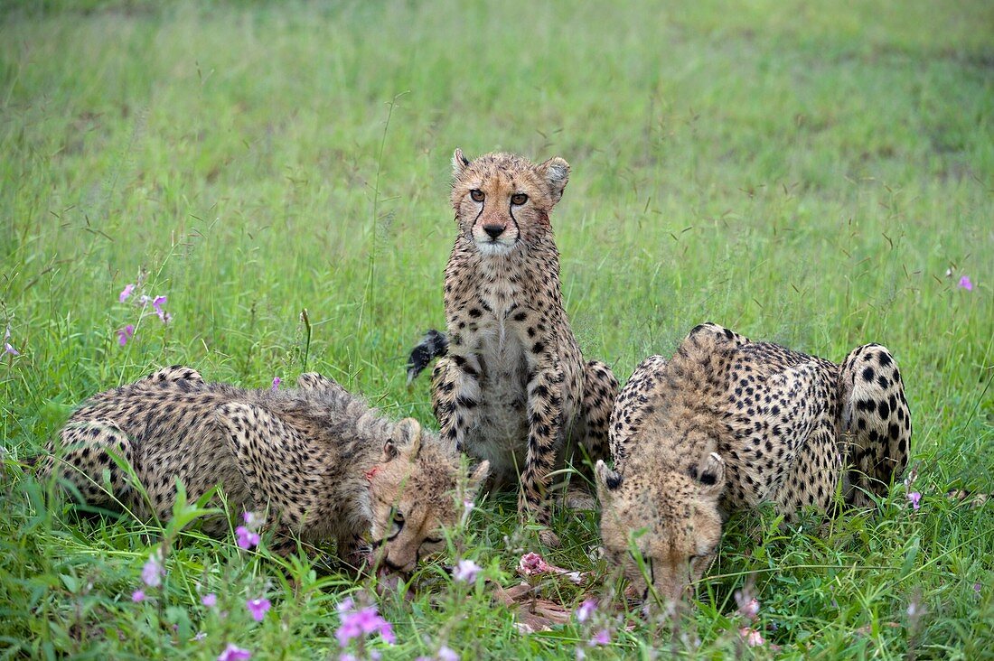 Cheetahs after a kill