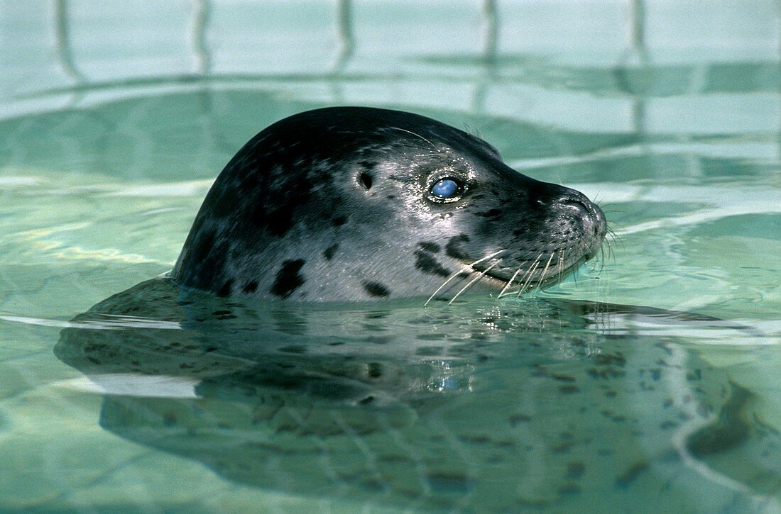 Seal at a rehabilitation centre