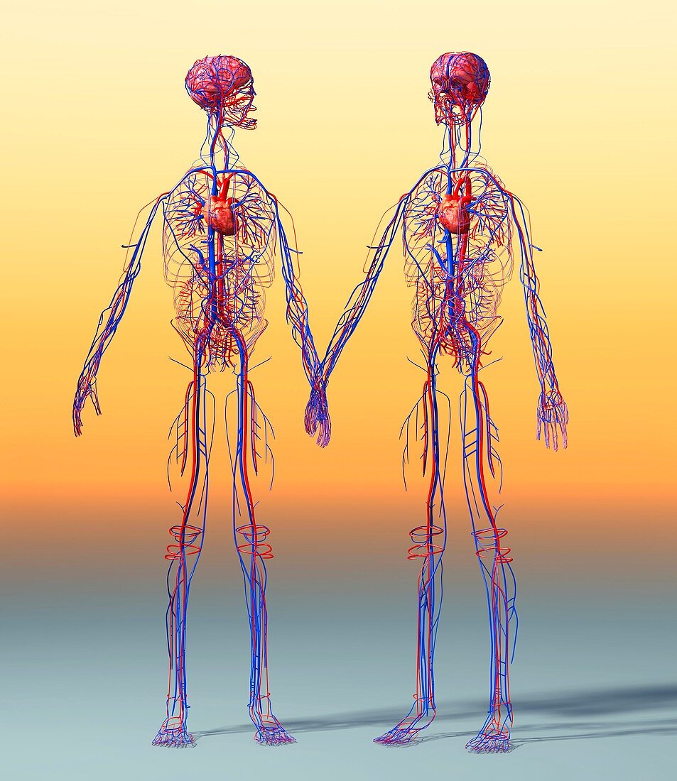 Cardiovascular system,artwork