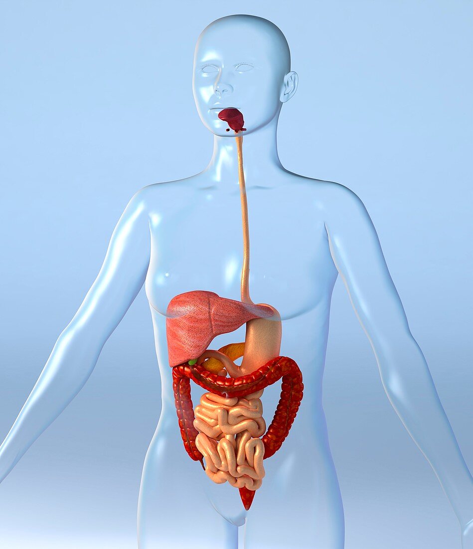 Digestive system,artwork