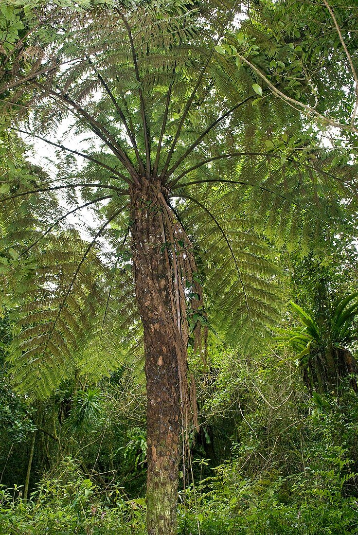 Tree fern,Madagascar
