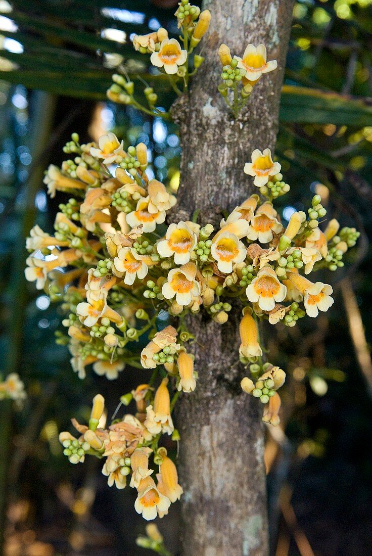 Epiphytic plant,Madagascar