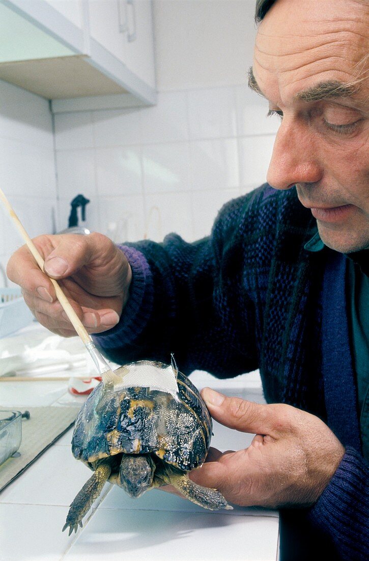 Injured Hermann's tortoise