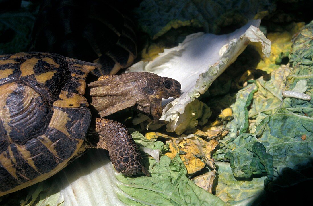 Hermann's tortoise feeding