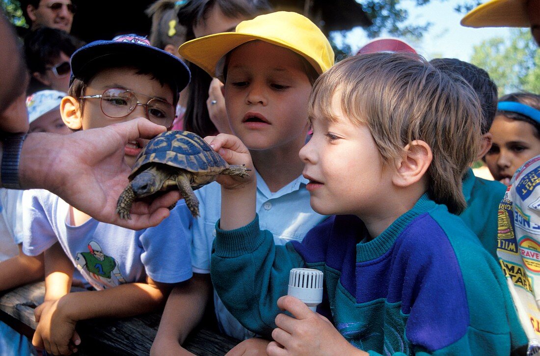 Hermann's tortoise education