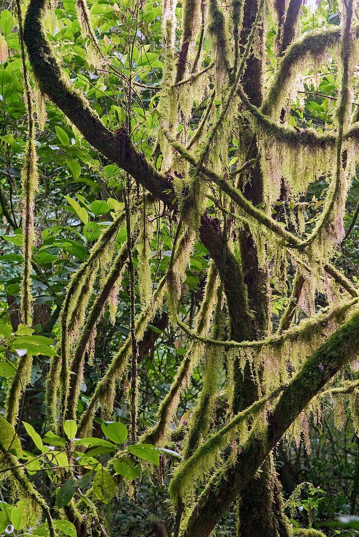 Rainforest undergrowth