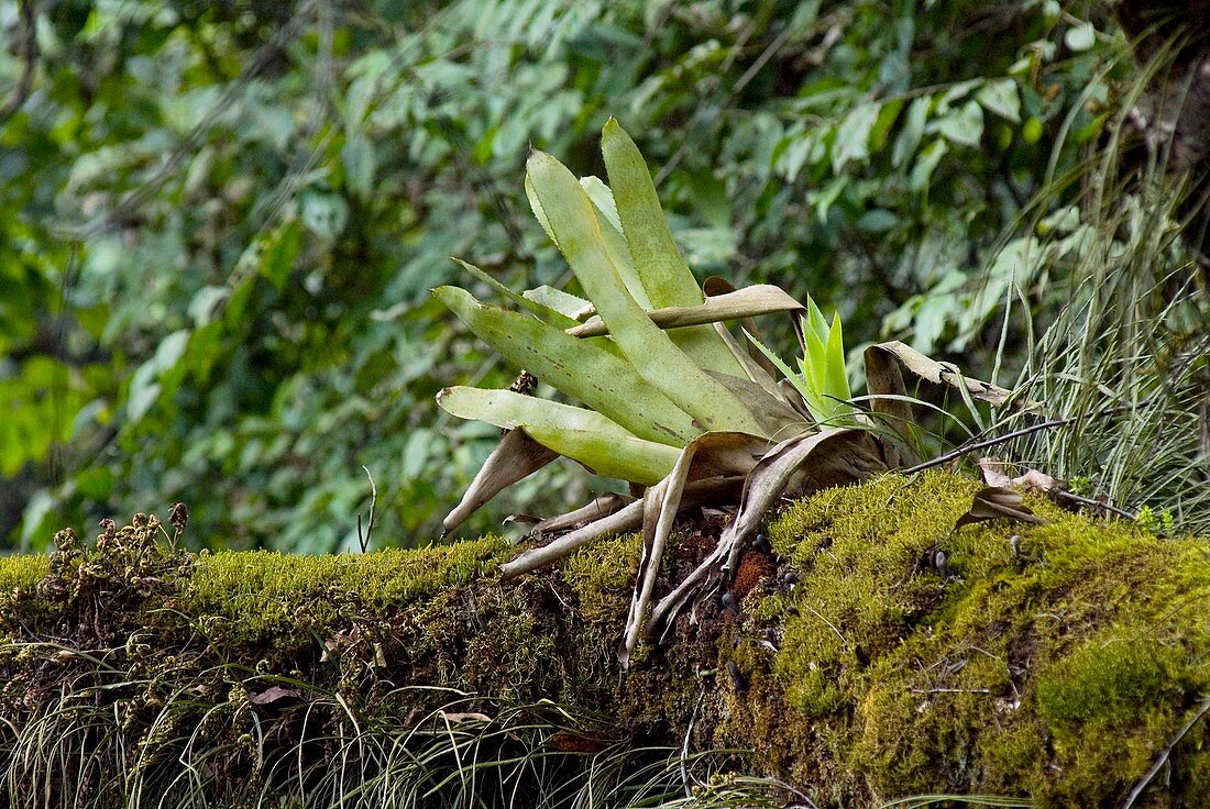 Epiphytic bromeliad