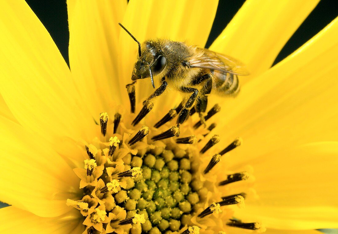 Worker honey bee collecting pollen