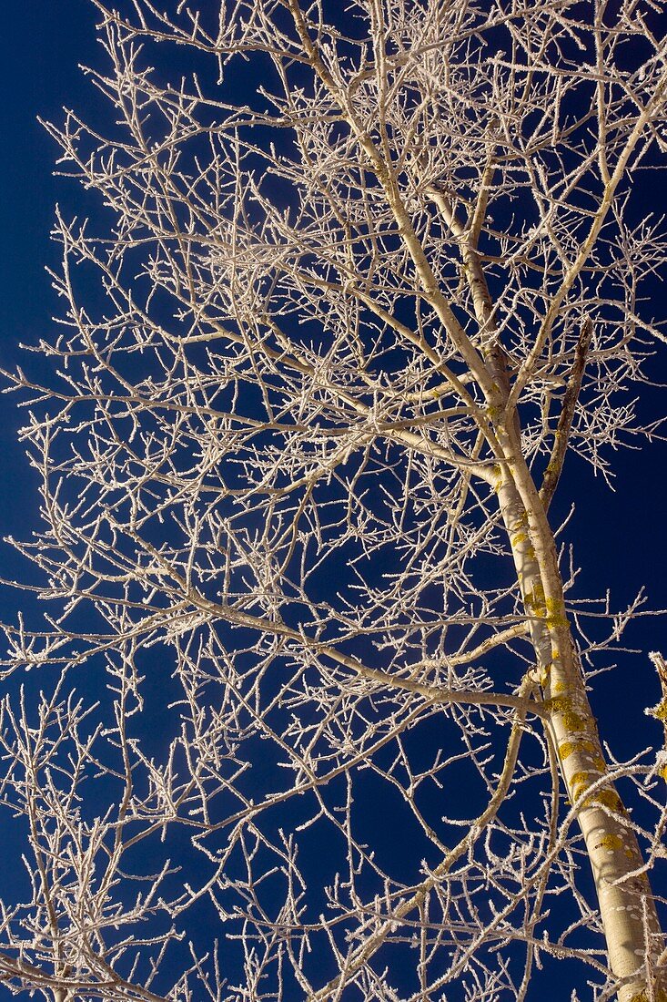 Wild aspen (Populus tremula)