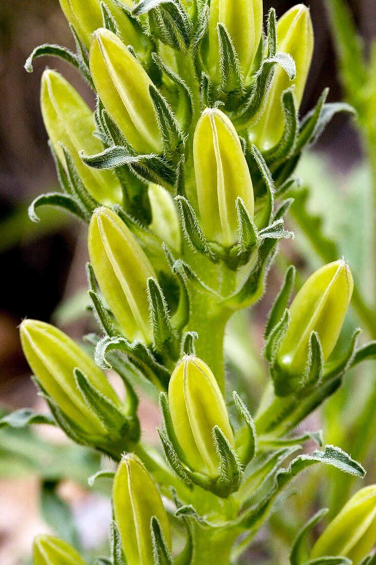 Pyrenean bellflower (Campanula speciosa)