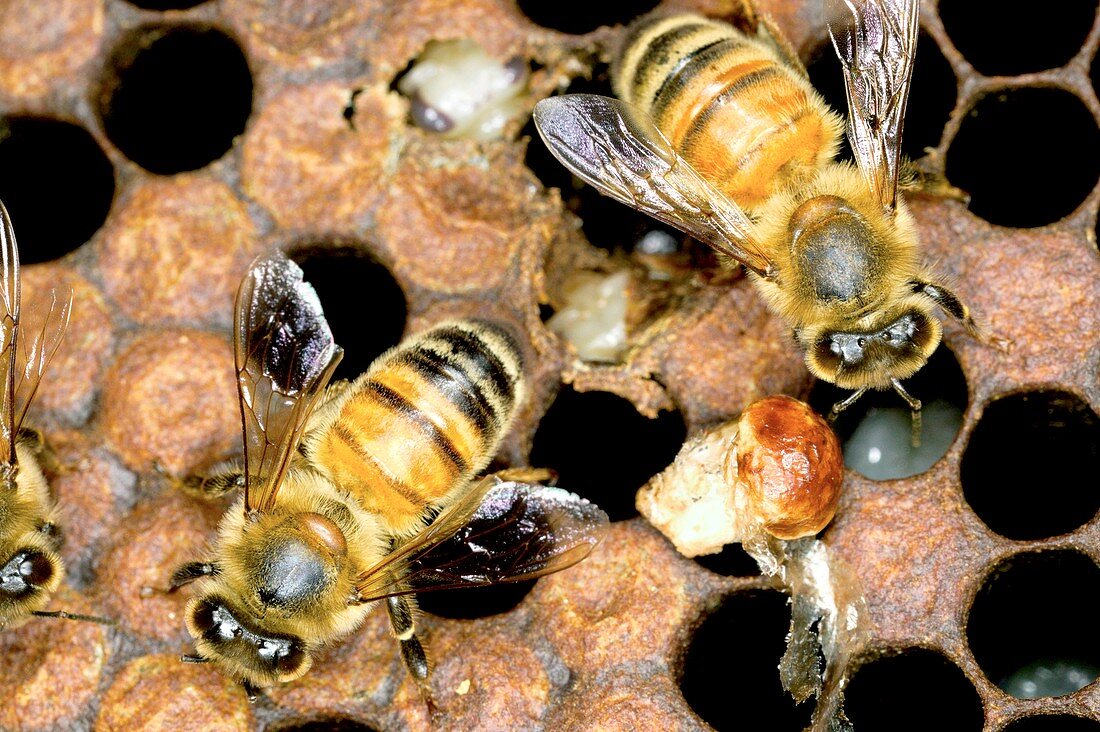 Fungal infection in bees