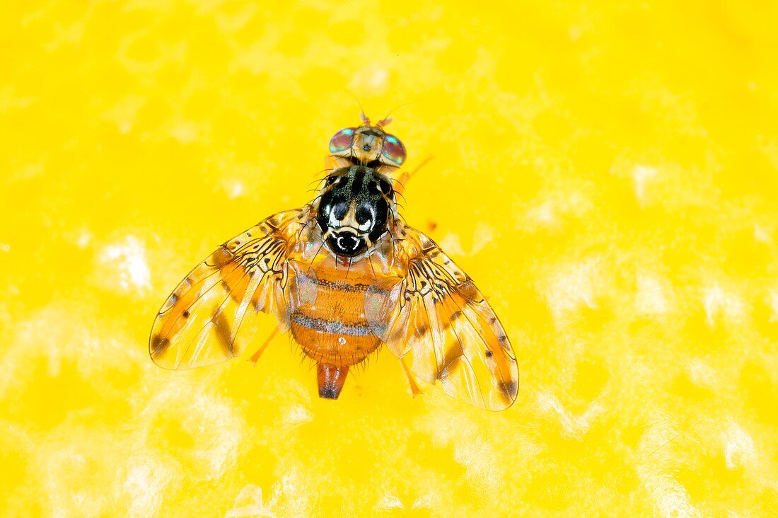 Mediterranean fruit fly