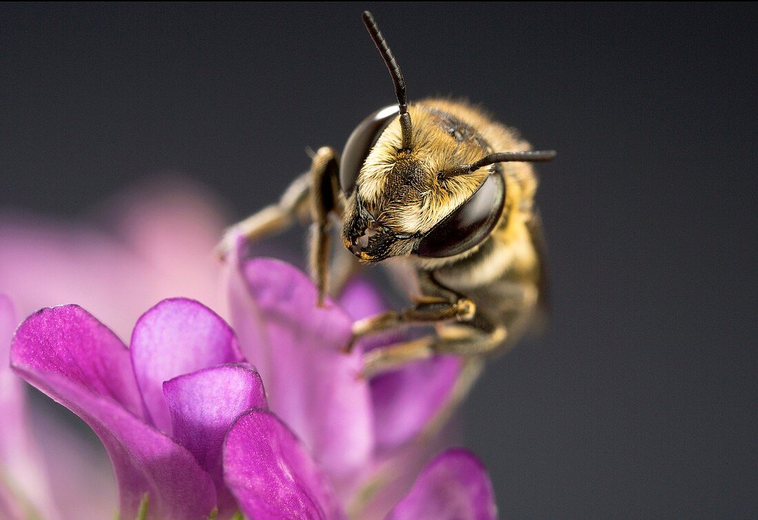 Alfalfa pollination