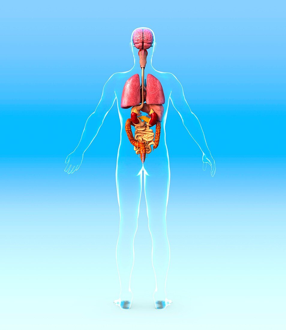 Male internal organs,artwork