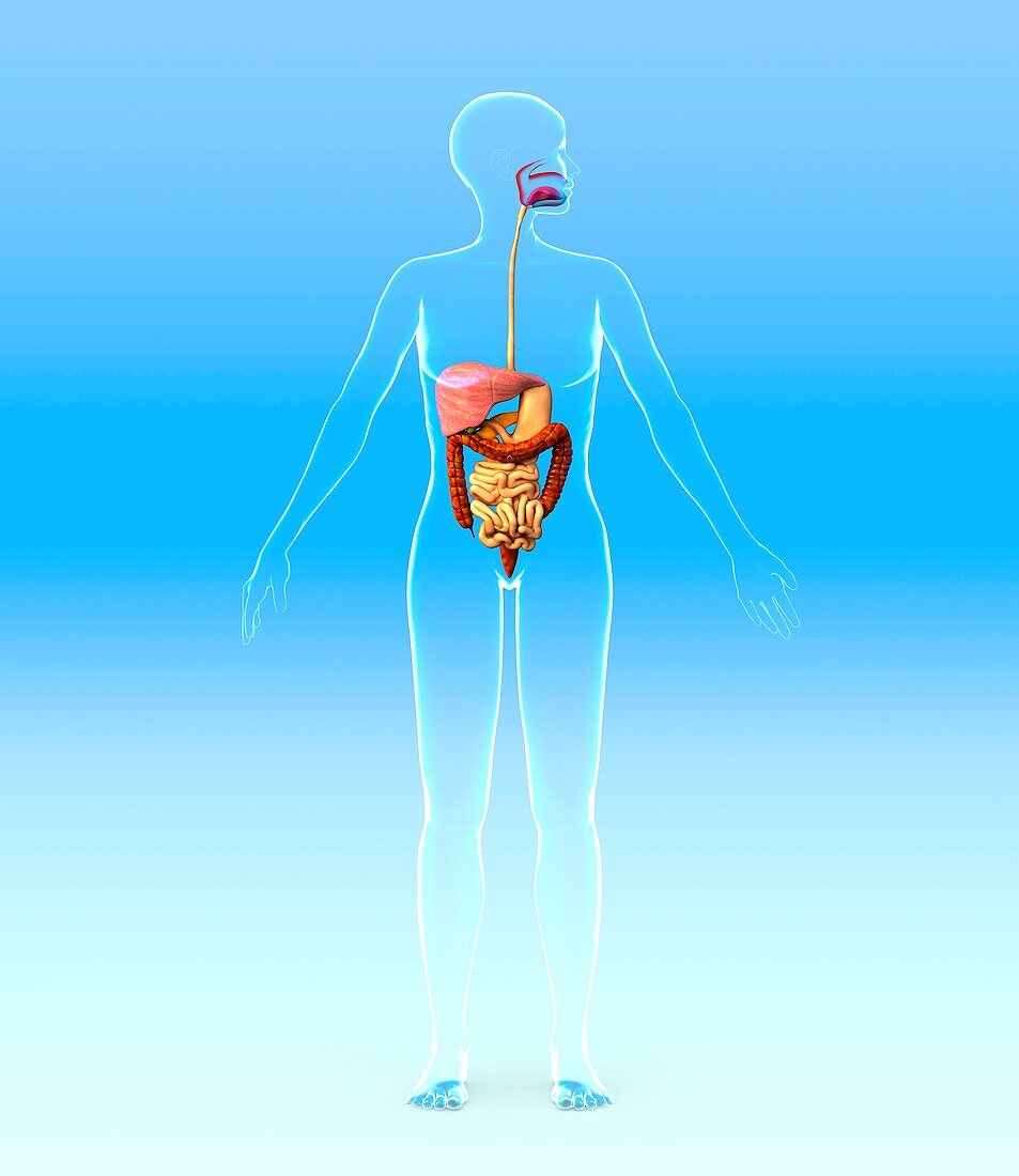 Digestive system,artwork