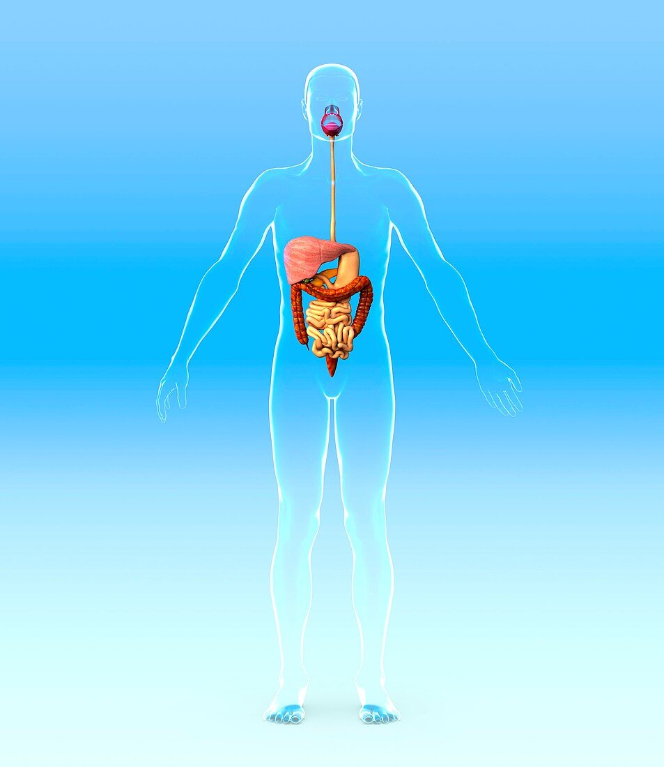 Digestive system,artwork