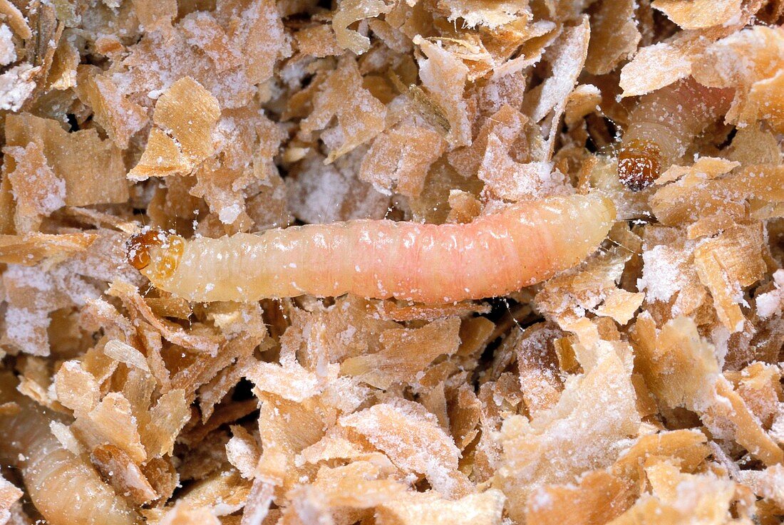 Indianmeal moth larvae