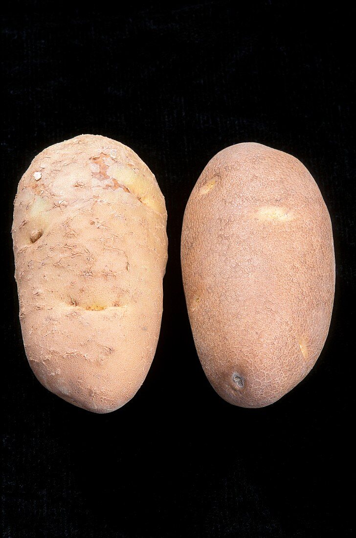 Diseased and normal potatoes