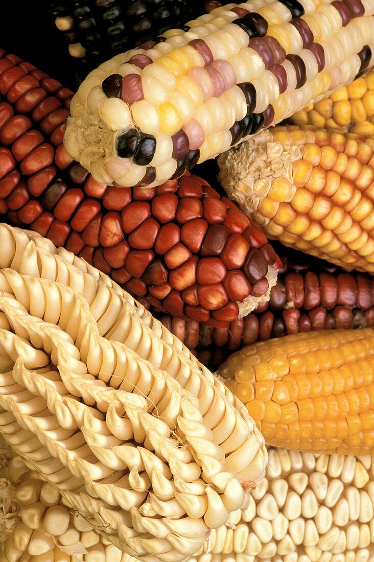 Different maize varieties
