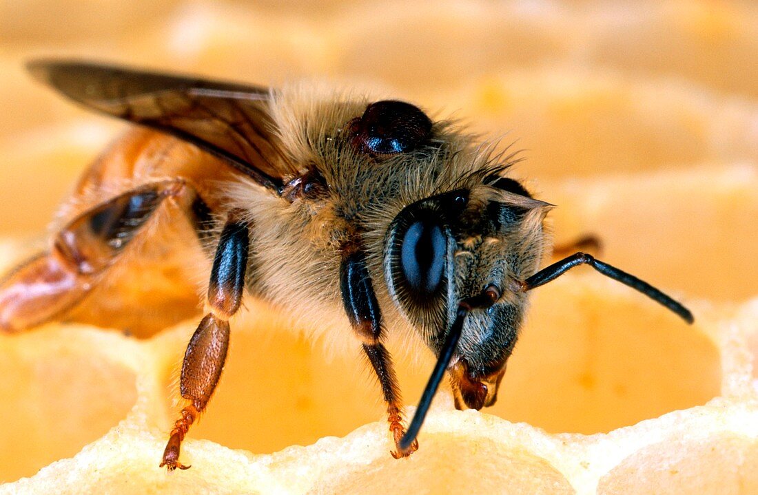 Bee with Varroa mite on its back