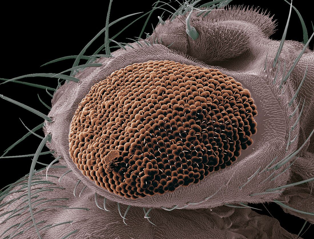 Mutant fruit fly compound eye,SEM