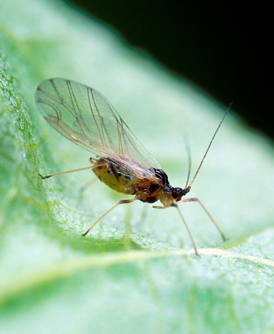 Green peach aphid