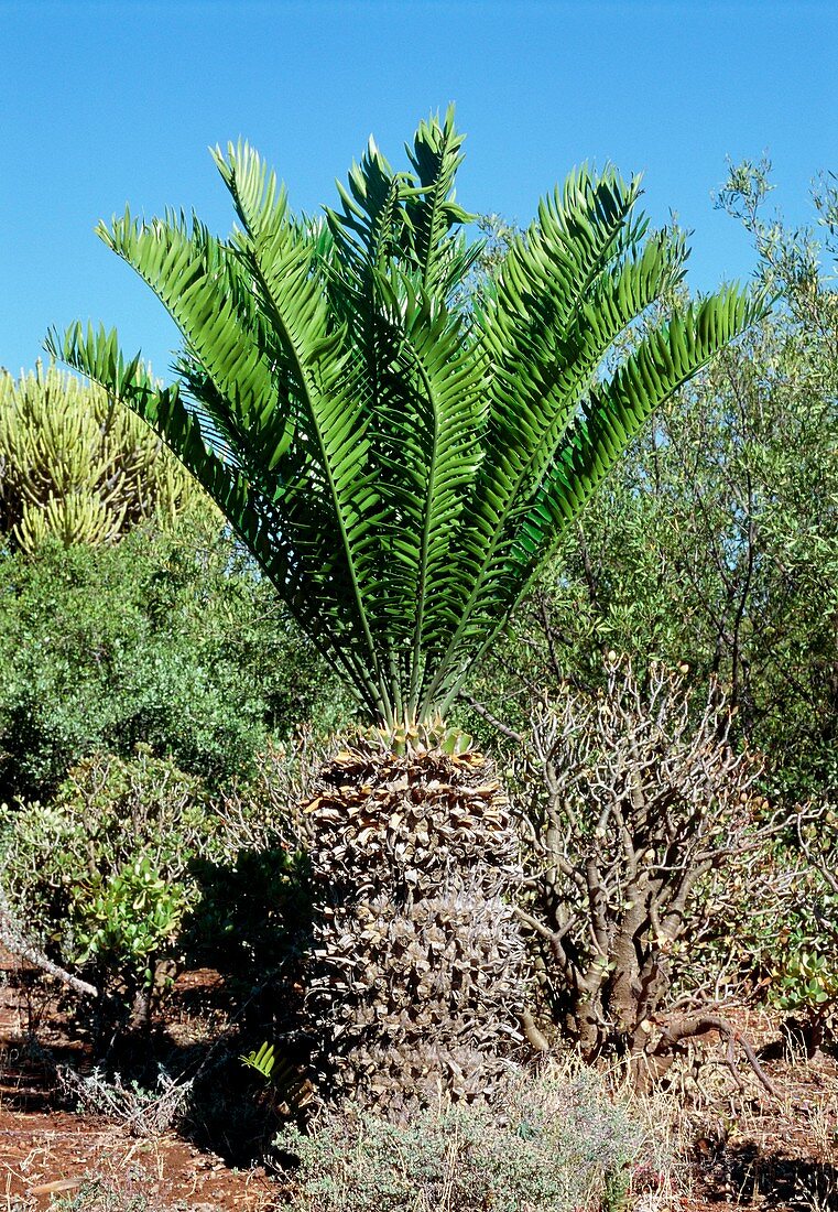 Cycad (Encephalartos sp.)